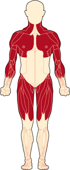 Becker muscular dystrophy affects the muscles of the hips, pelvic area, thighs, and shoulders, as well as the heart.